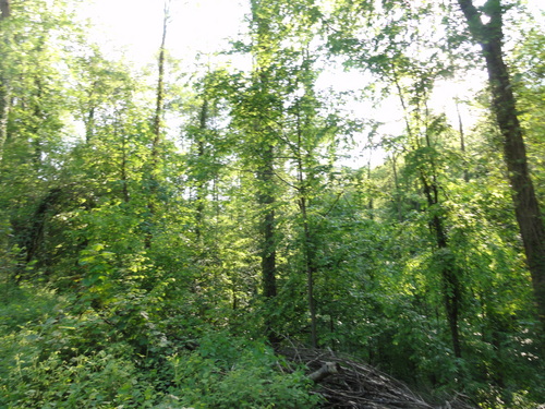 Wald bei Rolandseck