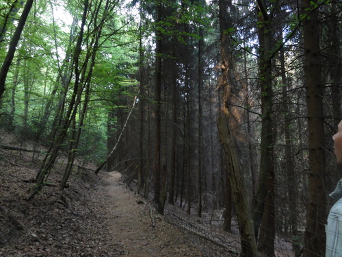 Wald bei Rolandseck