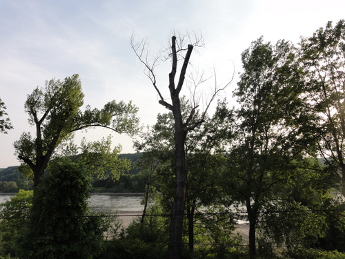 Rhein bei Bad Honnef