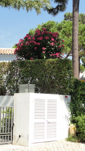 Vilamoura House and Flowers